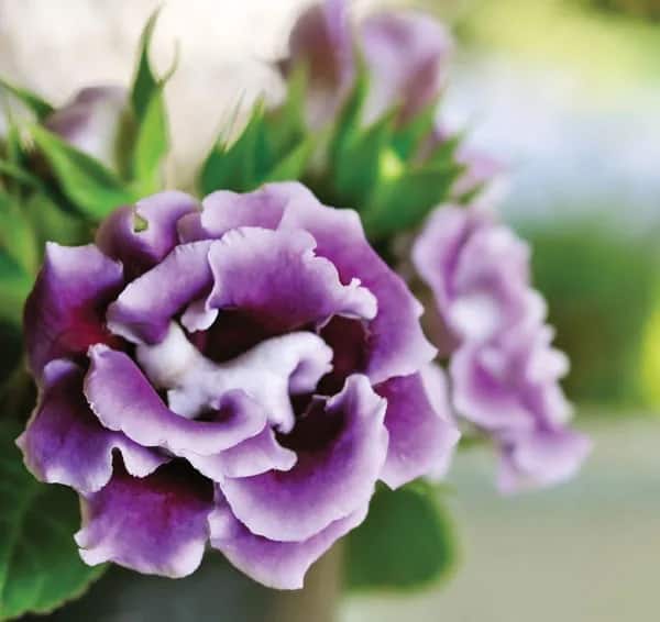 12 flores de gloxinia Encyclopedia Britannica