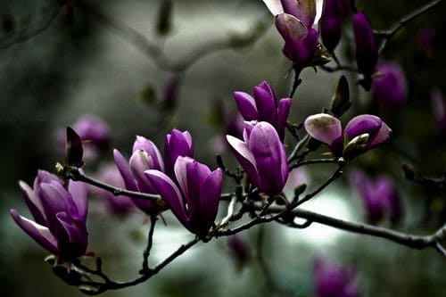 12 magnolia roxa Pinterest
