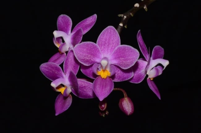 12 orquidea Phalaenopsis equestris roxa OrchidRoots