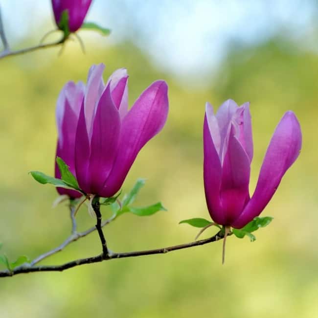 13 cor de flor de magnolia PictureThis