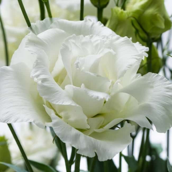 13 flor branca de lisianto Pinterest