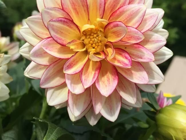 13 flor delicada de dalia GardenWorks