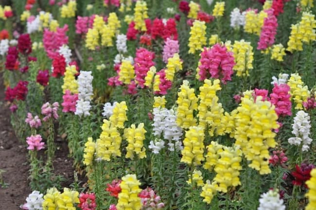 13 flores coloridas de boca de leao Casa e Jardim