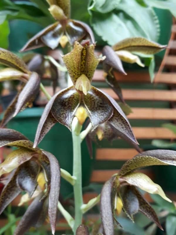 13 flores de orquidea Catasetum cernuum Pinterest