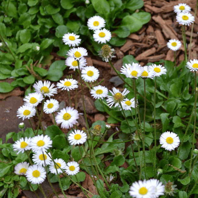 14 flor branca margarida Monticello Shop