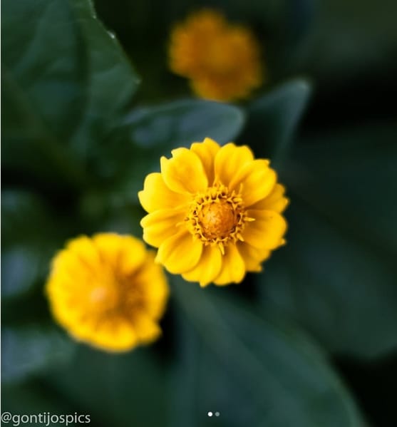 14 flor pequena botao de ouro @gontijospics