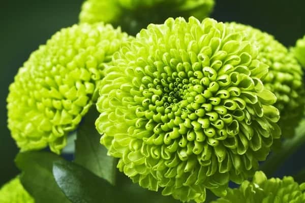 14 flor verde de crisantemo Depositphotos