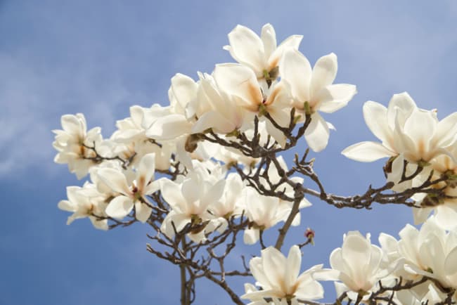 14 flores brancas de magnolia Bouqs Blog