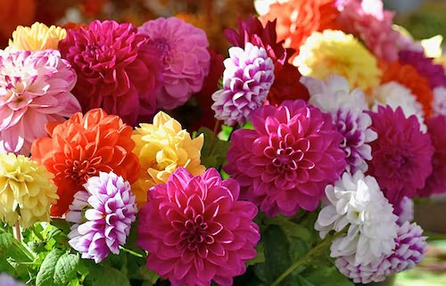 14 flores coloridas de dalia Freytags Florist
