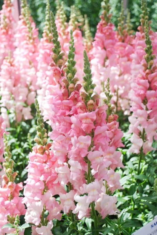 14 flores rosa de boca de leao Freepik