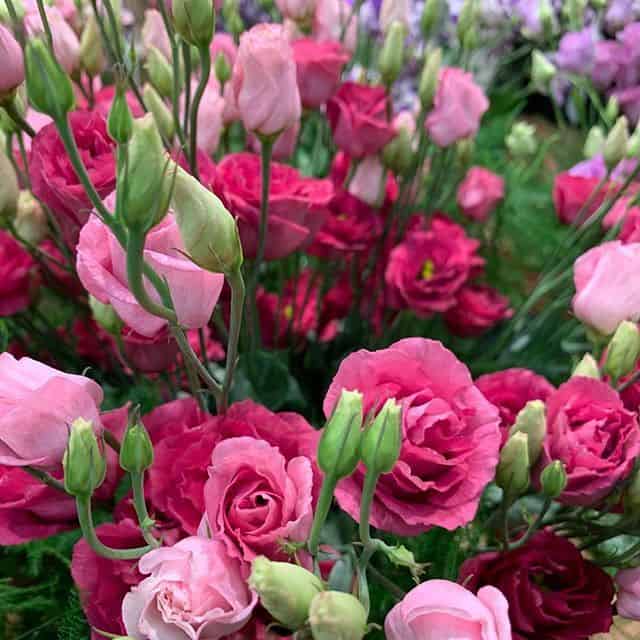 14 flores rosa de lisianto Pinterest