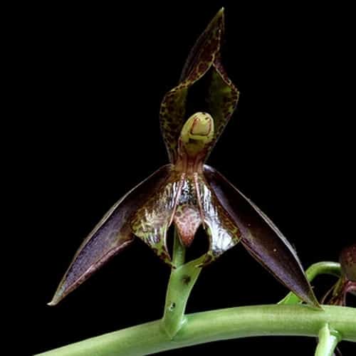 14 tipo de orquidea Catasetum cernuum Pinterest