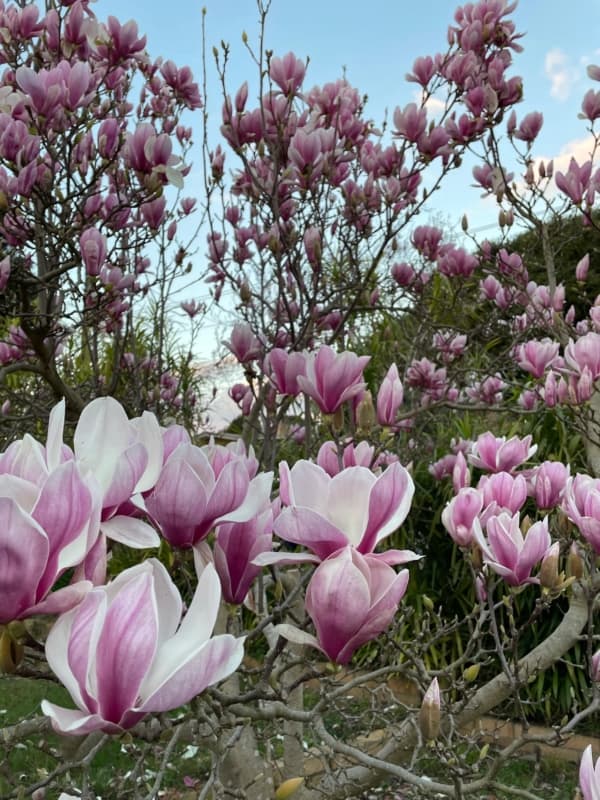 15 arvore com flores de magnolia The Urban Nanna