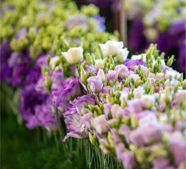 15 flores de lisianto Sakata Ornamentals