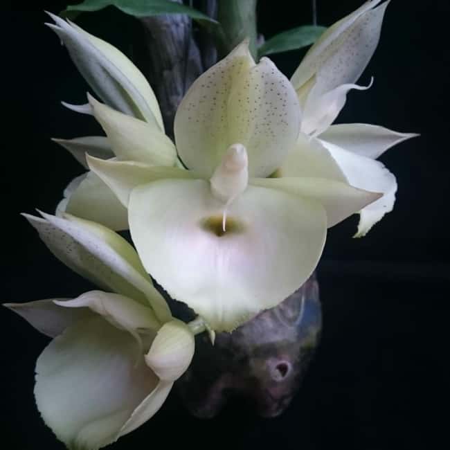 15 orquidea Catasetum pileatum OrchidRoots