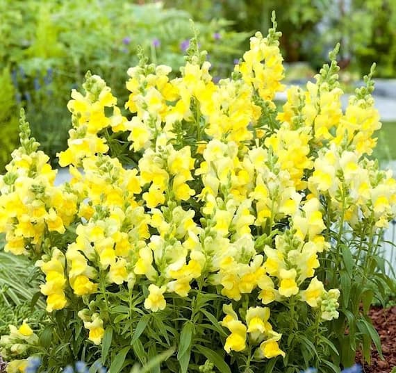 16 flor boca de leao amarela Pinterest