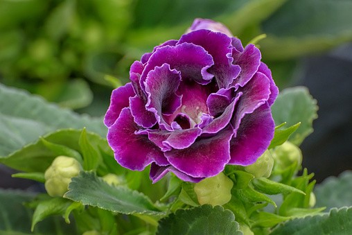 16 flor roxa de gloxinia iStock