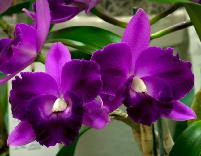 16 orquidea Cattleya roxo escuro Pinterest