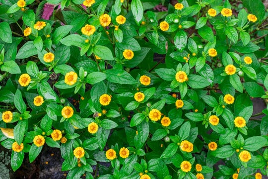 16 planta com flores amarelas Adobe Stock