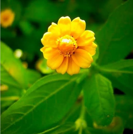 17 especie de flor botao de ouro @bio rabiscos