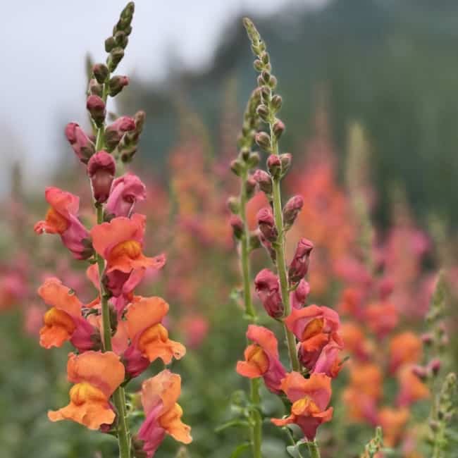 17 flor boca de leao colorida Deep Harvest Farm