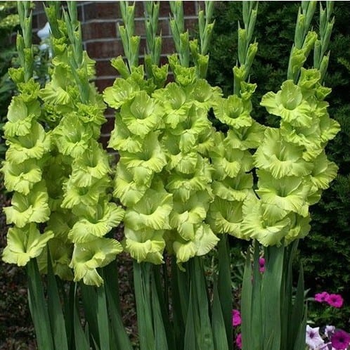 17 flores de gladiolo SoFlor Sementes