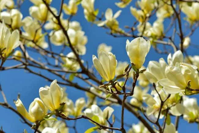 17 flores de magnolia amarelo claro Gardenia