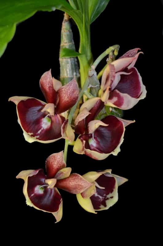 17 flores de orquidea Catasetum pileatum Pinterest