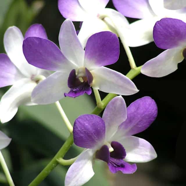 17 orquidea Dendrobium roxa e branca The Orchid Patio