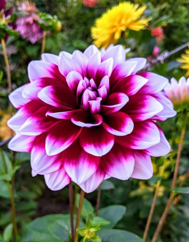 18 flor mesclada de dalia The Martha Stewart Blog