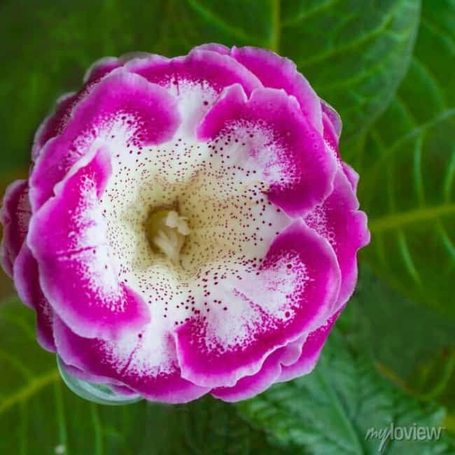 18 flor mesclada gloxinia myloview