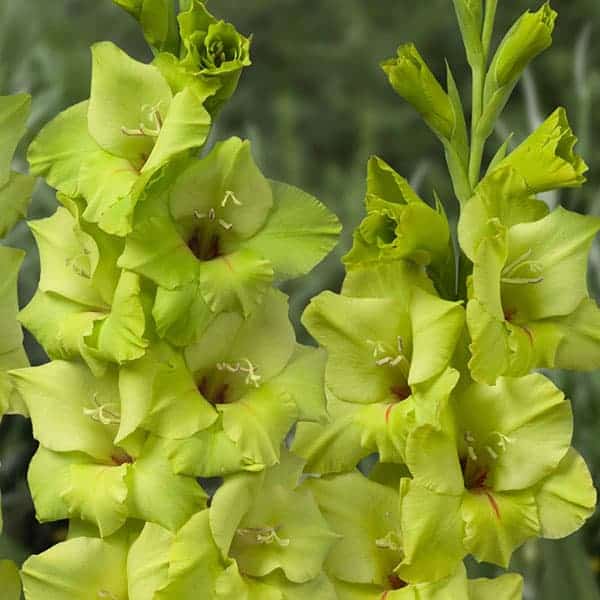 18 flores verde de gladiolo Pheasant Acre Plants