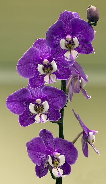 18 orquidea Phalaenopsis roxa Pinterest