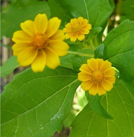 19 especie de flor amarelo ouro @horto emanuel