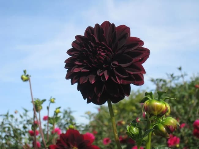19 flor de dalia negra Casa e Jardim