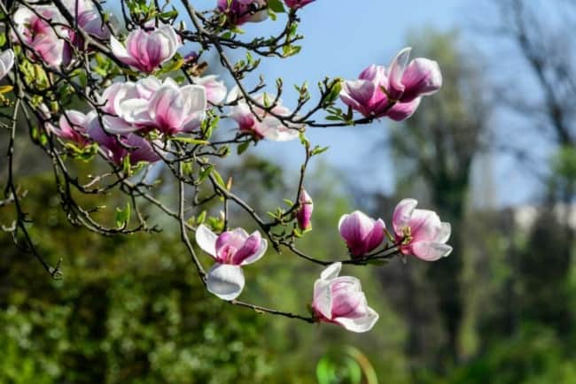 19 flor de magnolia Plantura