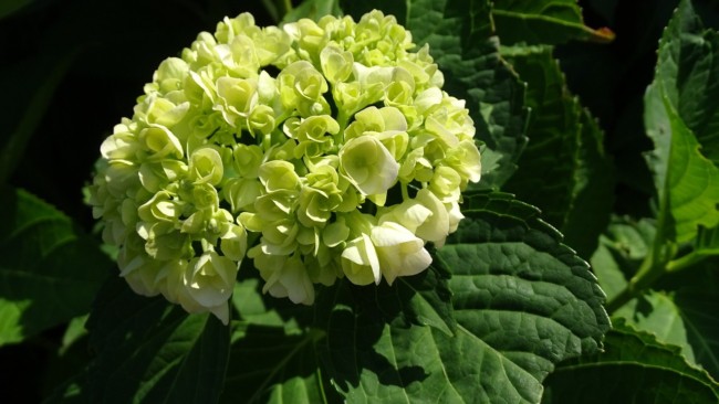 19 flores delicadas e verdes Pixabay