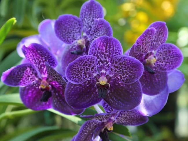 19 orquidea vanda roxa Gardening Know How