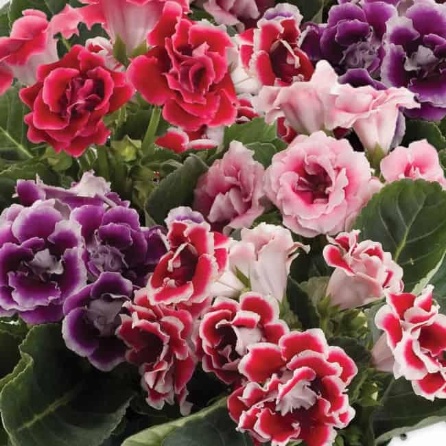 2 cores de flores de groxinia Pinterest
