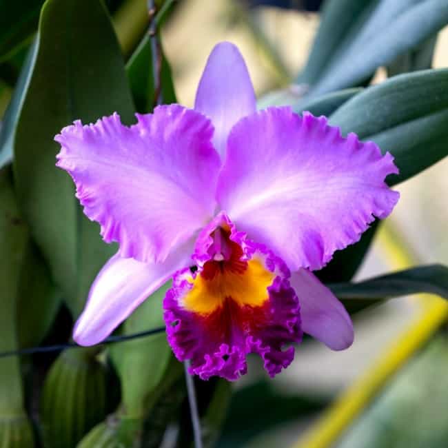 2 flor roxa de orquidea Cattleya Plantzone