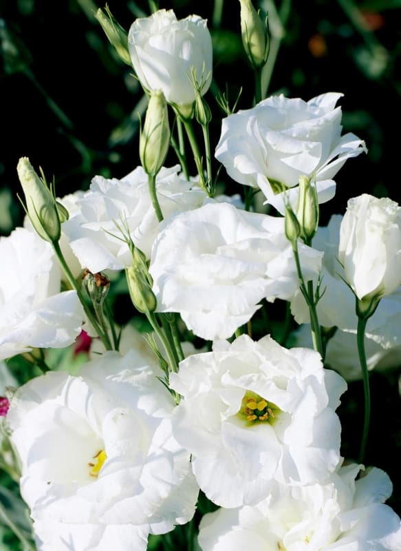 2 flores brancas de lisianto Better Homes Gardens