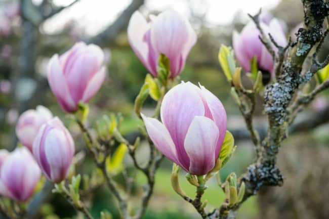 2 magnolia rosa Gardeners World
