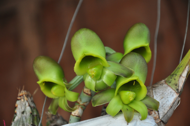 2 orquidea Catasetum In Defense of Plants