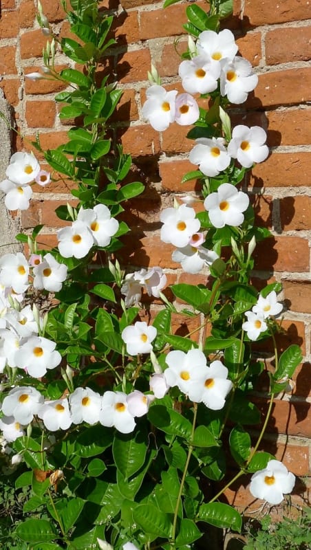20 dipladenia branca com flores FassadenGrun