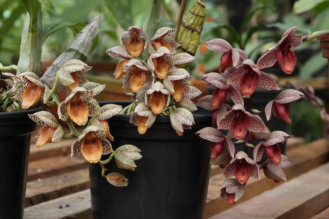 20 flores de orquidea Catasetum denticulatum Travaldos blog