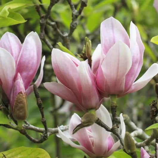 20 flores delicadas de magnolia Trees Direct