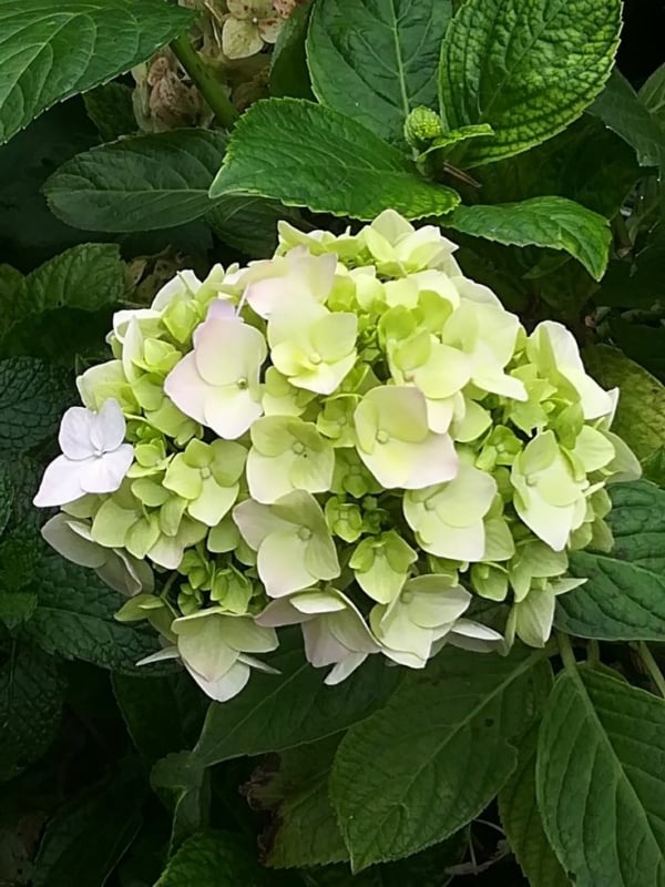 20 hortensia com flores verdes Pinterest