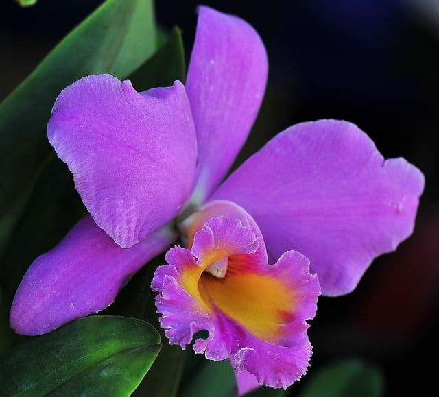 20 orquidea Cattleya roxa Pinterest