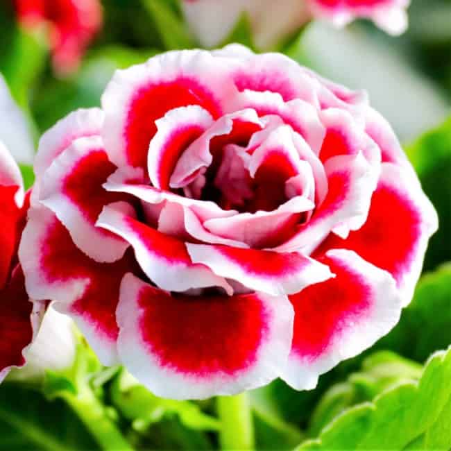 21 flor groxinia Easy To Grow Bulbs