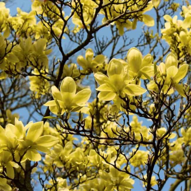 21 flores de magnolia amarela Lowes